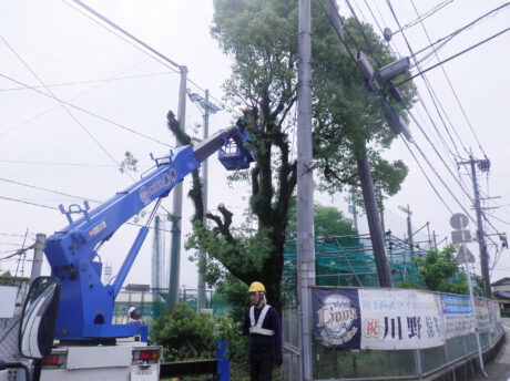 樹木保護管理工事