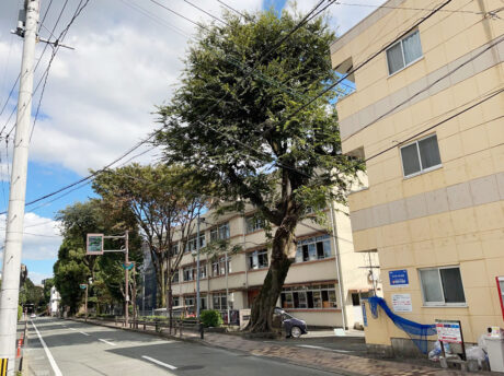 樹木保護管理工事